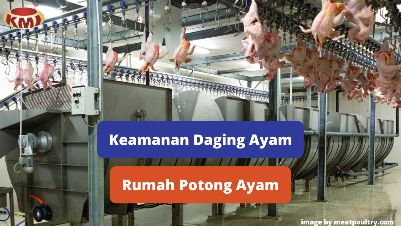 Inilah 6 Upaya Menjaga Keamanan Pangan di Rumah Potong Ayam (RPA)